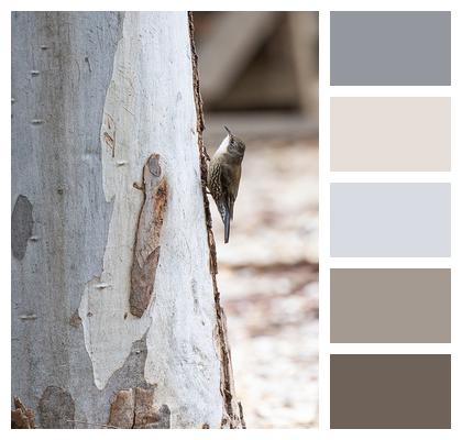 White Throated Treecreeper Bird Treecreeper Image